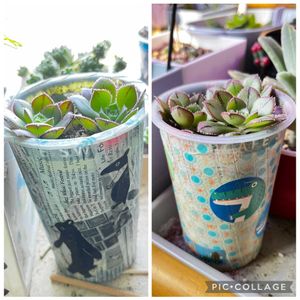 斑入りマルバマンネングサ,アルブカ コンコルディアナ,アルブカ コンコルディアナ,マスカエンセ,マスカエンセの画像