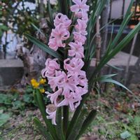 スズラン,ヒヤシンス,ムスカリ,ヒヤシンスピンクの画像