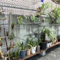 多肉植物,観葉植物の画像