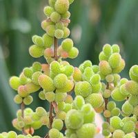 ドロサンテマム　金橘,多肉植物,グリーンのある暮らし,多肉のある暮らし,タニラーの画像