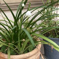 スズランの画像