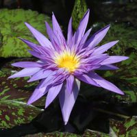 熱帯スイレン,熱帯スイレン,熱帯睡蓮　スターオブザンジバル,熱帯睡蓮　スターオブザンジバル,神代植物公園の画像