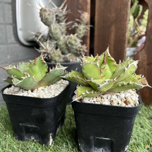 サクラ,アガベチタノタ姫巖龍,アガベ チタノタ 姫巌竜,多肉植物,植え替えの画像