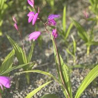 シラン,ピンクの花,GSのみなさんに感謝♡,ありがとう♡,3月の画像