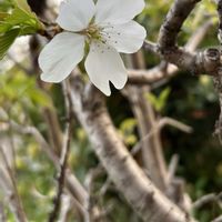 サクランボ,サクランボ,佐藤錦,白花,桜桃の画像