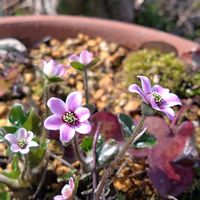 ユキワリソウ,山野草,新潟県の画像