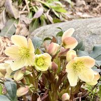 アスター,クリスマスローズ,クリスマスローズ,ハニーサックル,クリスマスローズ グリーンの画像