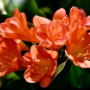 クンシラン,温室,京都府立植物園,今日のお花の画像