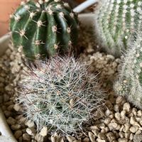 サボテン,植え替えの画像