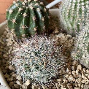 サボテン,植え替えの画像