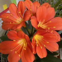 クンシラン,クンシラン,観葉植物,マイガーデン,ビタミンカラーの画像