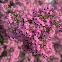 エリカ,オステオスペルマム,久留米ツツジ,ジャノメエリカ(ピンク),ジャノメエリカ(ピンク)の画像