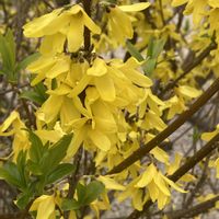 クンシラン,クンシラン,レンギョウ,レンギョウの画像