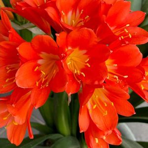 植木鉢,花いろいろ,バラと夢CLUB,おうち園芸,2階のバルコニーの画像