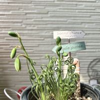 アルブカスピラリス フリズルシズル,多肉植物,観葉植物,お花,植物のある暮らしの画像