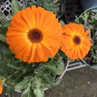 キンセンカ,アイビー（ヘデラ）,お花好き,ピンク，白，淡いピンク，カーネーション，四つ葉のクローバ〜など入ってシックな色合いです,庭の画像