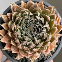 アロエ,綾錦,Aloe aristata,Aristaloe aristata,アリスタロエ アリスタータの画像