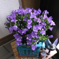 ベルフラワー,玄関内側の画像