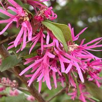 ベニバナトキワマンサク,ピンクの花,木の花の画像