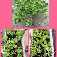 アロマティカス,アロマティカス,金のなる木,金のなる木の画像