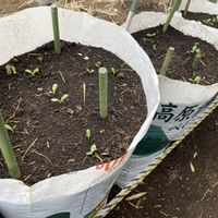 ゴボウ,ごぼう(牛蒡),ゴボウの袋栽培,袋栽培,家庭菜園奮闘日記の画像