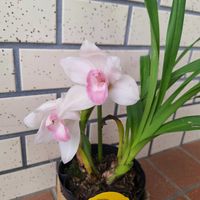 シンビジウム,懲りない私,愛らしいの画像