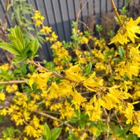 レンギョウ,ヤマブキの葉の画像