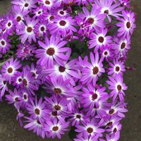 キンセンカ,アイビー（ヘデラ）,サントリーフラワーセネッテイ,サントリーフラワーセネッテイ,お花好きの画像