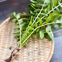 家庭菜園,庭の画像