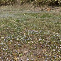 オオイヌノフグリの画像