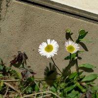 エリゲロン,季節の花,小さな庭の画像