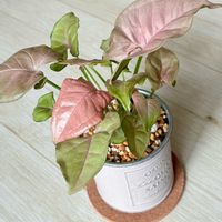 シンゴニウム,シンゴニウム ネオン,観葉植物,ブリキ缶,観葉植物のある暮らしの画像