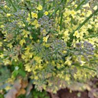 ブロッコリーの画像