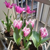 キキョウ,チューリップ,紫のチューリップ,ベランダの画像