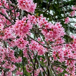 オカメザクラ,おかめ桜,オカメザクラ(おかめ桜),オカメ（桜）,さくら 桜 サクラの画像
