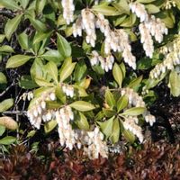 馬酔木(アセビ）,馬酔木(アセビ）の画像