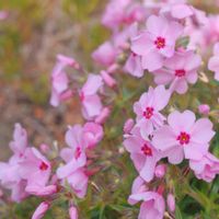 シバザクラ,タイム,バコパ,春うらら♡,ミラーレス一眼の画像