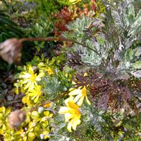 ユリオプスデージーの画像