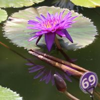 熱帯スイレン,熱帯スイレン,熱帯睡蓮　タンザナイト,熱帯睡蓮　タンザナイト,神代植物公園の画像