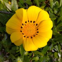 カランコエ,サイネリア,ミニバラ,ツルニチソウ,宿根ガザニアイエローの画像