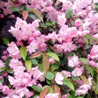 ハナカイドウ,花海棠,玄関アプローチの画像