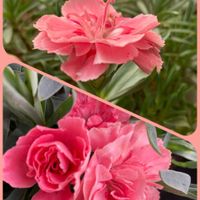 カーネーション,シバザクラ,ユキヤナギ,ラベンダー,芝桜の画像