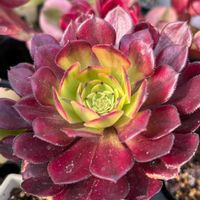 オキザリス,オキザリス,グリーノビア,アエオニウム　ゴッドオブファイヤー,ワイングラス　グリーノビアの画像