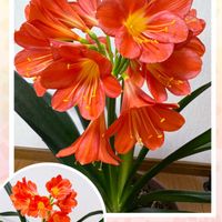 オーニソガラム,クンシラン,陽光桜,神代曙,ラナンキュラスラックス アポロンの画像