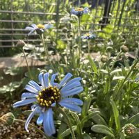 フェリシア,キングフィッシャー デージー,キングフィッシャー デージー,一年草,青い花の画像
