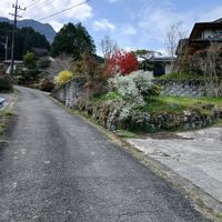 ユキヤナギ,ユキヤナギ,レンギョウ,木瓜,雲仲間の画像