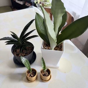 サンスベリア,サンスベリア,サンセベリア・ロブスタブルー,サンスベリア・ムーンシャイン,子株の画像