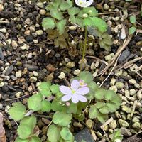 手作り,山野草,玄関先,和の坪庭,和の庭の画像