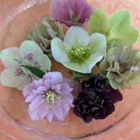 ダリア,花のある暮らし,花いろいろ,クリスマスロ―ズ,お花の癒しの画像