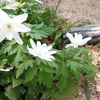 キクザキイチゲ,ショウジョウバカマ,雪割草,大崎の雪割り草の里の画像